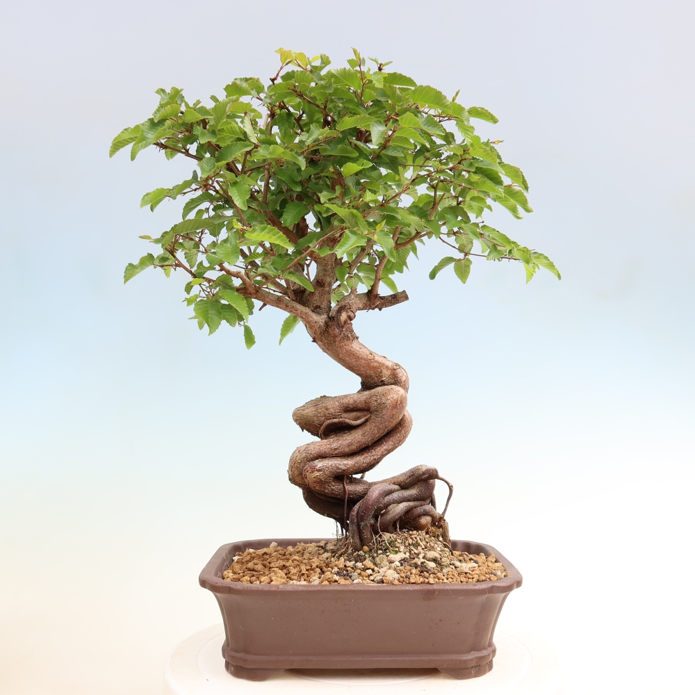 Kültéri bonsai -Carpinus Coreana - Koreai gyertyánfa