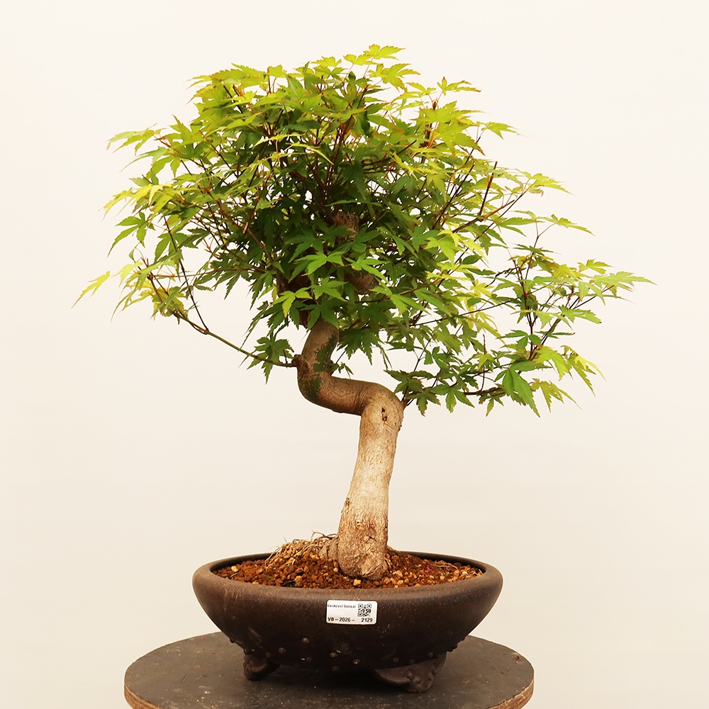 Kültéri bonsai - Maple palmatum - Pálmák