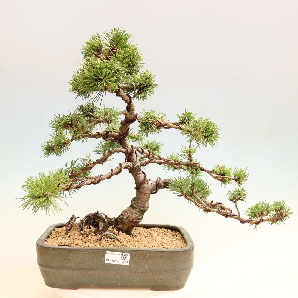 Kültéri bonsai – Pinus mugo Humpy – Törpefenyő