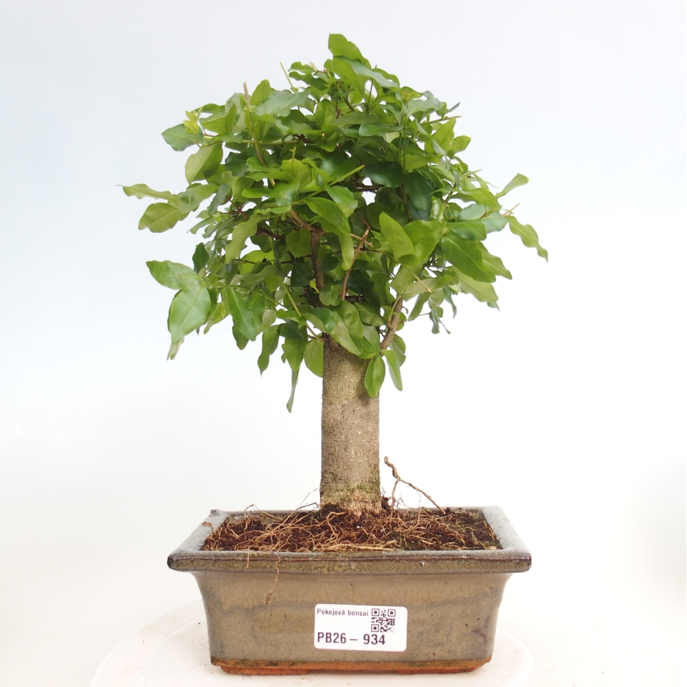 Szobai bonsai -Ligustrum chinensis - Madárcsőr
