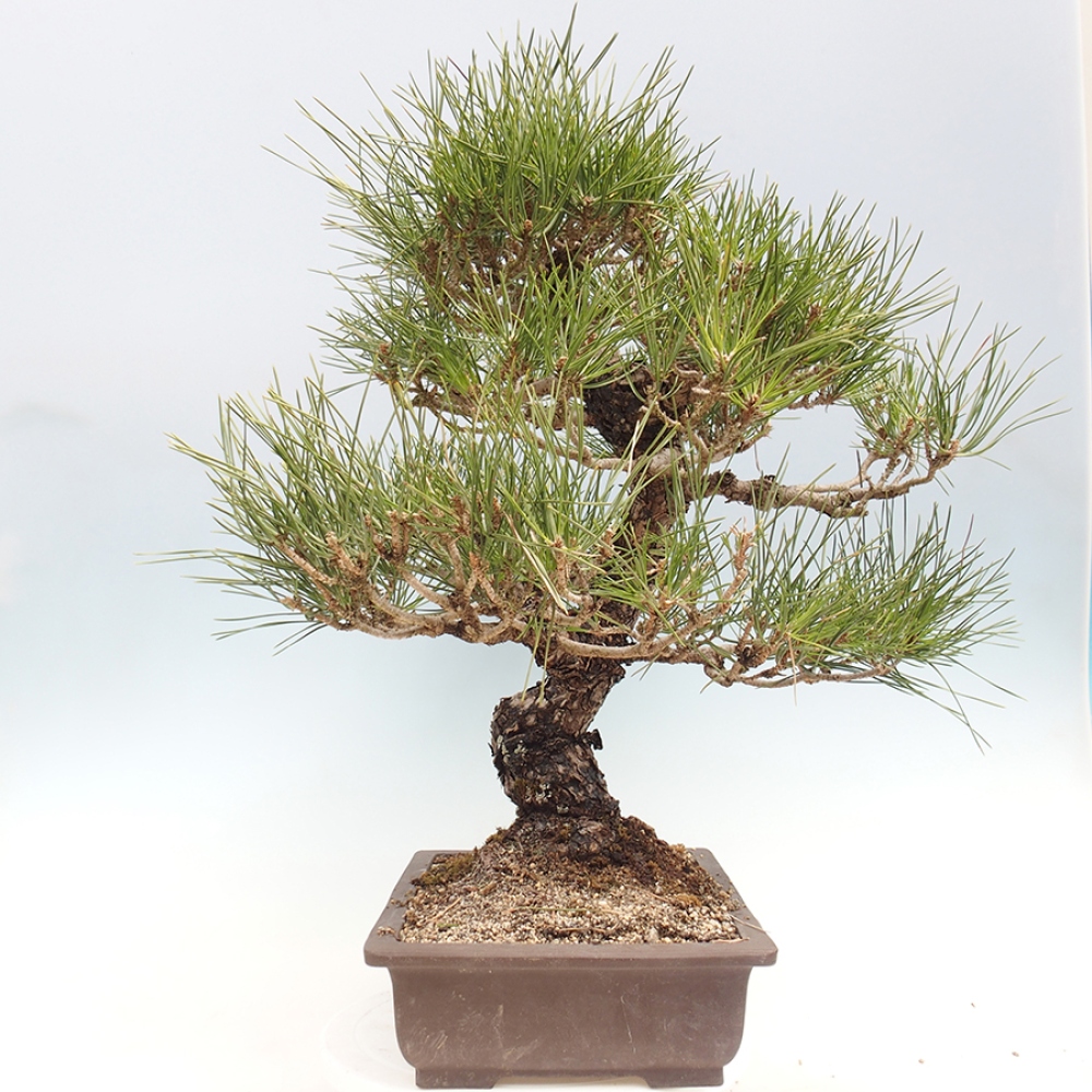 Kültéri bonsai - Pinus thunbergii - Thunberg fenyő