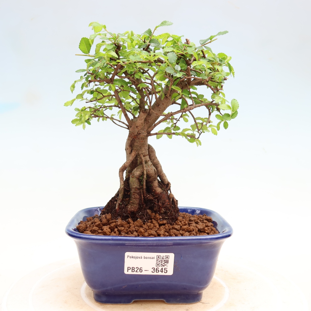 Szobai bonsai - Ulmus parvifolia - Kislevelű szilfa