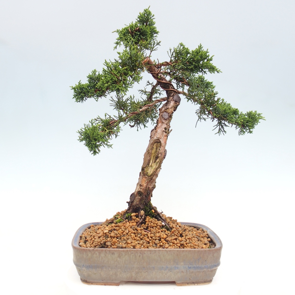 Kültéri bonsai - Juniperus chinensis Kishu