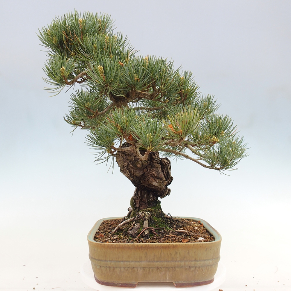 Kültéri bonsai - Pinus parviflora - Pinus parviflora