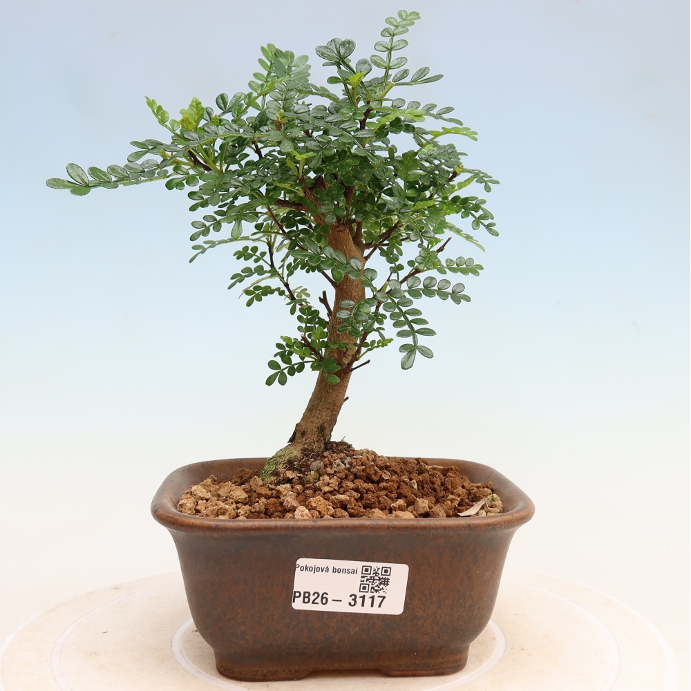 Szobai bonsai - Zantoxylum piperitum - borsfa