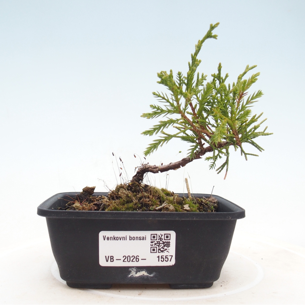 Kültéri bonsai - Juniperus chinensis Itoigawa