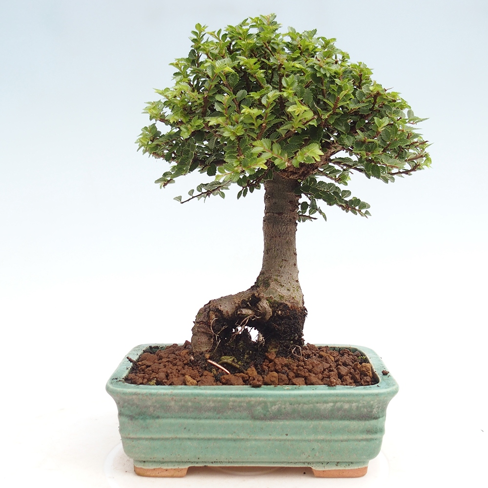 Kültéri bonsai - Ulmus parvifolia Hokkaido - Kínai szil - Ulmus parvifolia Hokkaido