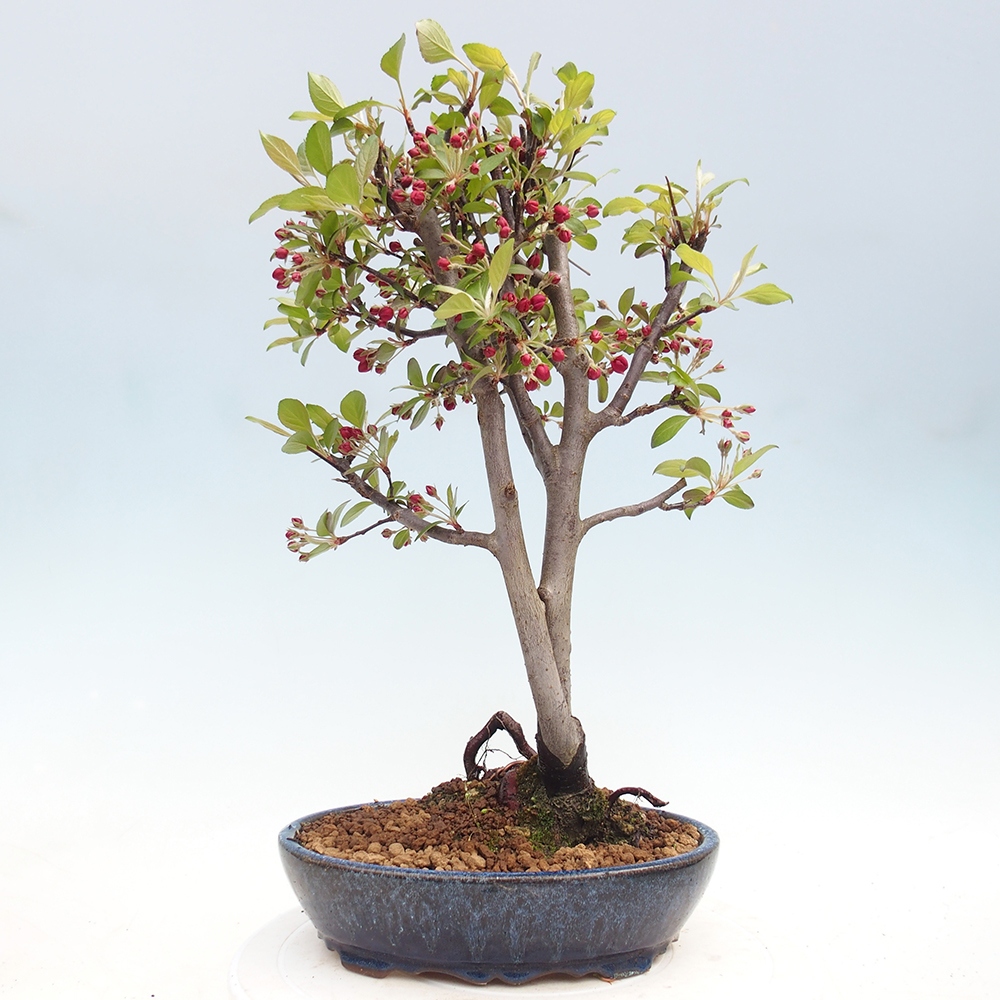 Kültéri bonsai -Malus domestica - Kis gyümölcsű piros levelű almafa