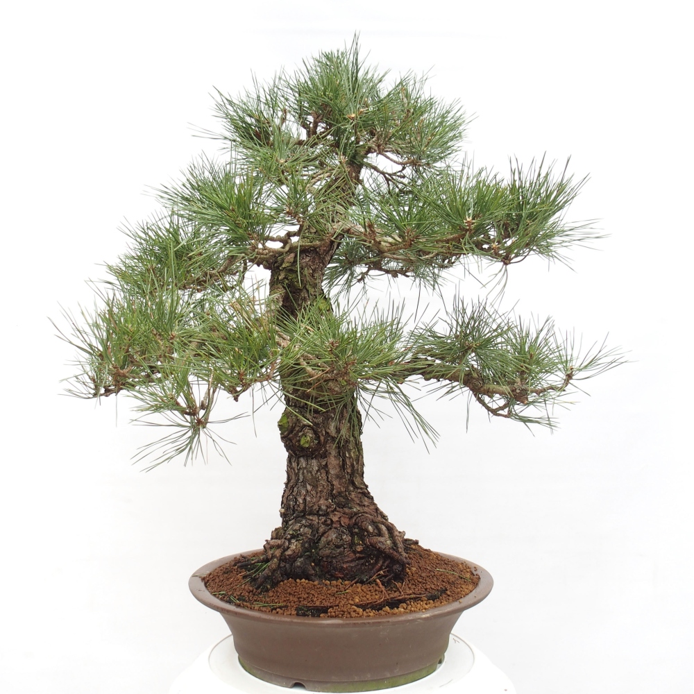 Kültéri bonsai - Pinus thunbergii - Thunberg fenyő