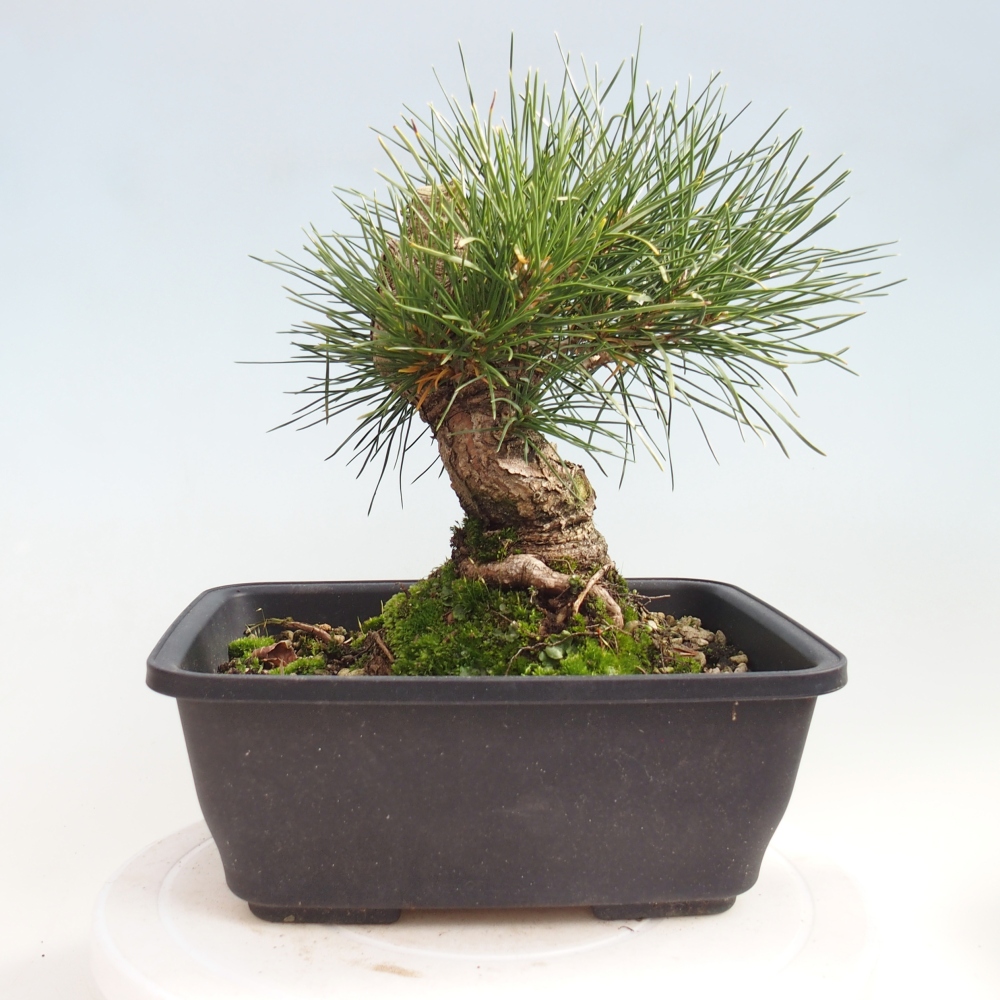 Kültéri bonsai - Pinus thunbergii - Thunberg fenyő