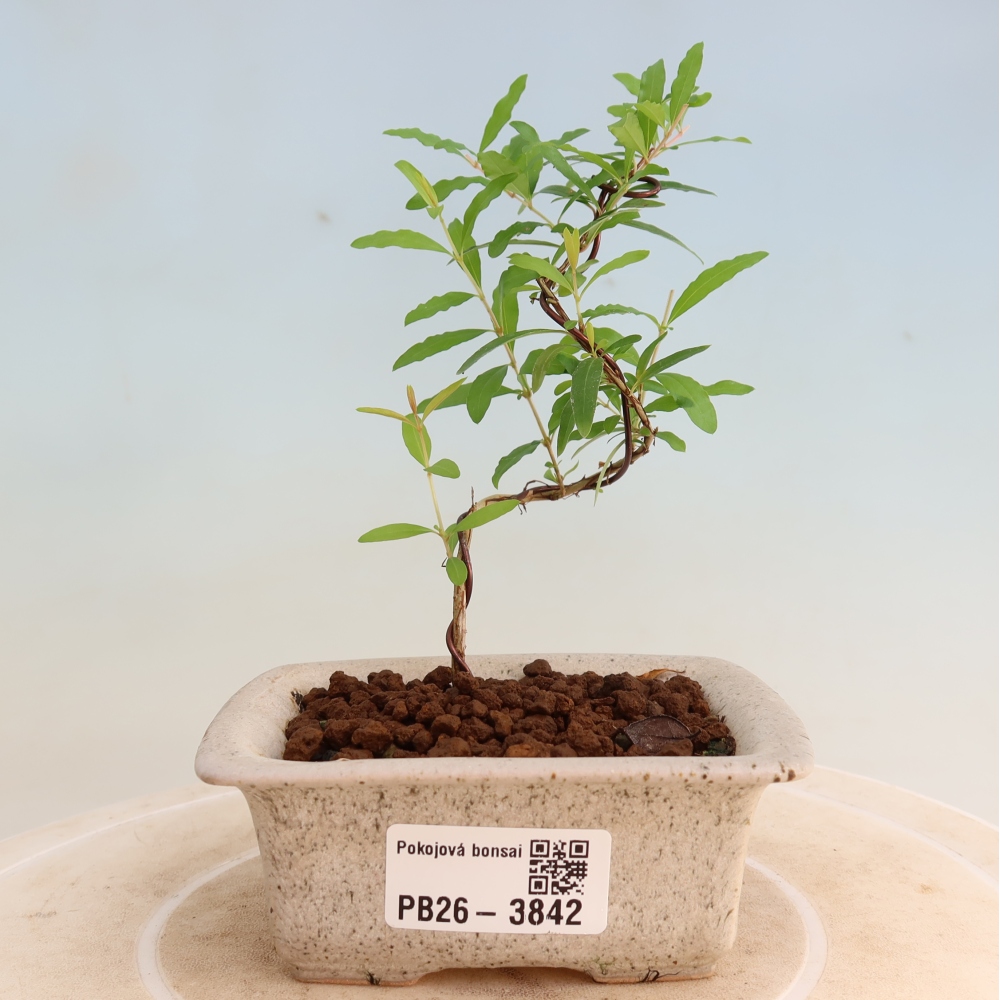 Szobai bonsai-PUNICA granatum nana-gránátalma