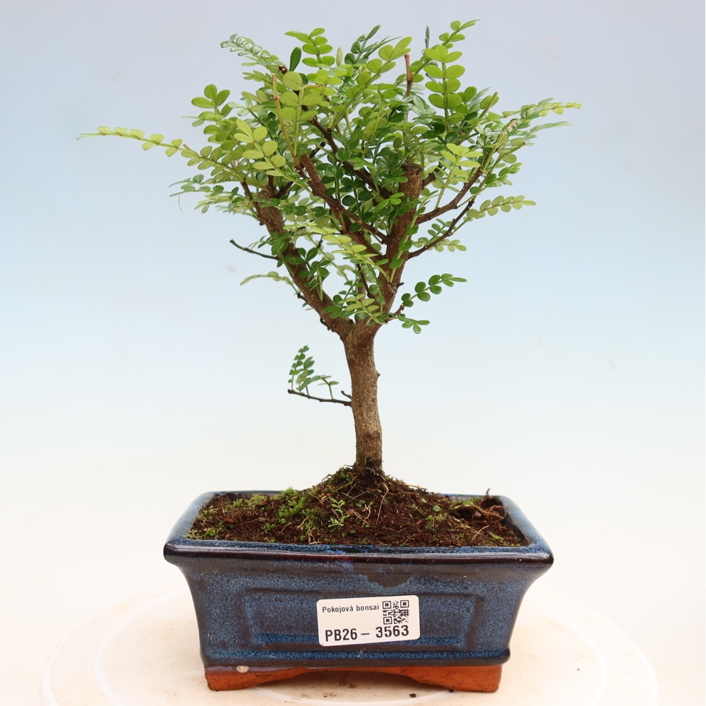 Szobai bonsai - Zantoxylum piperitum - borsfa