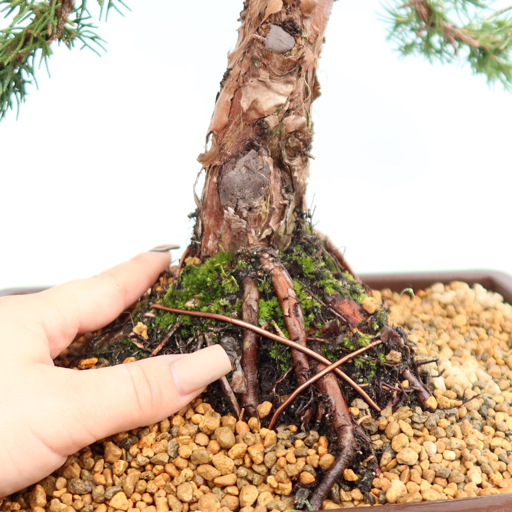 Kültéri bonsai - Juniperus chinensis Kishu