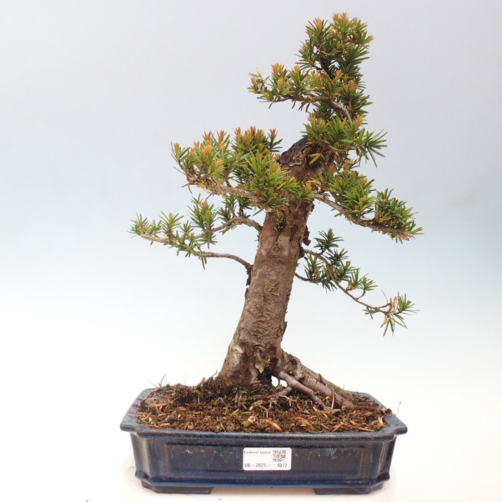 Kültéri bonsai - Taxus cuspidata - japán tiszafa