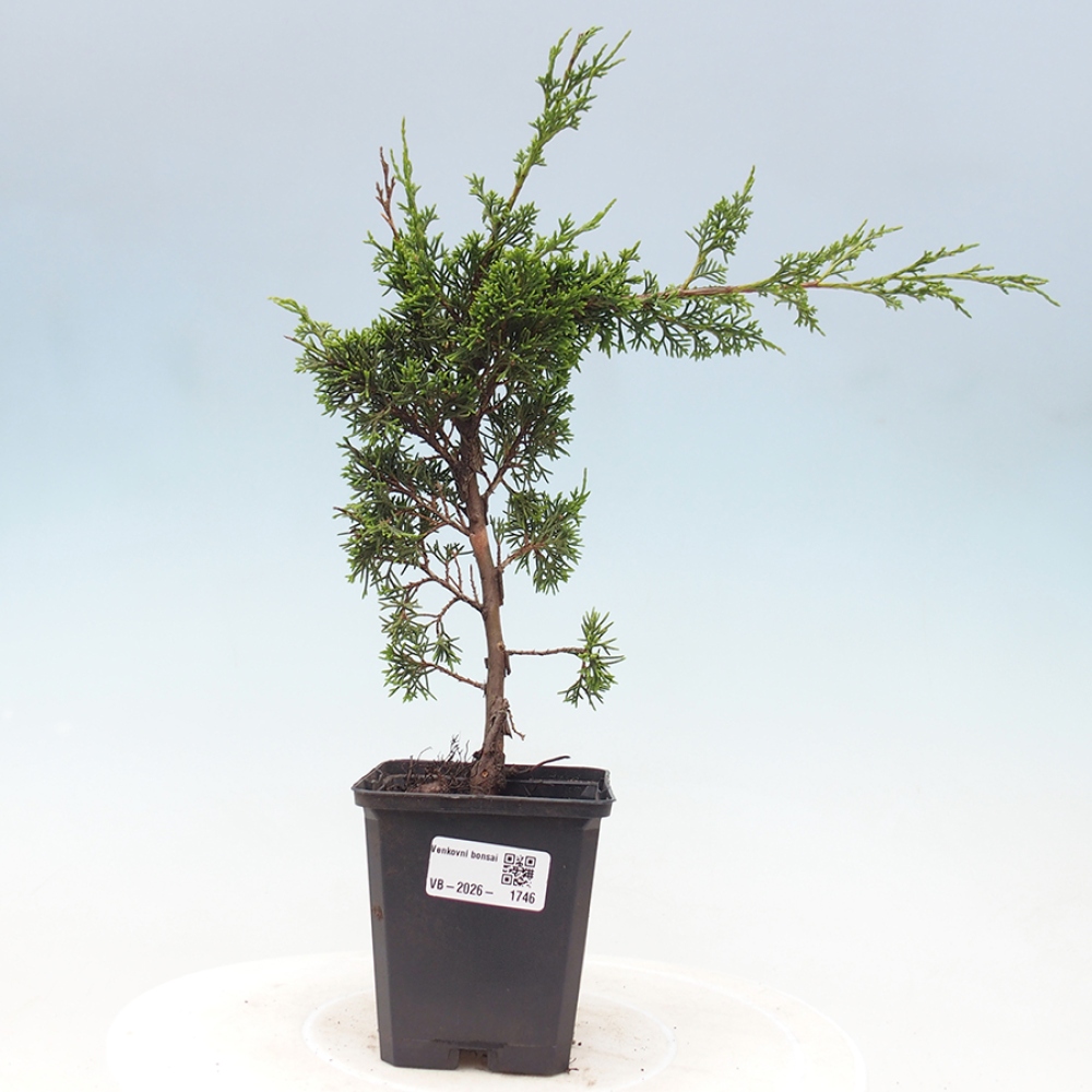 Kültéri bonsai - Juniperus chinensis Itoigawa