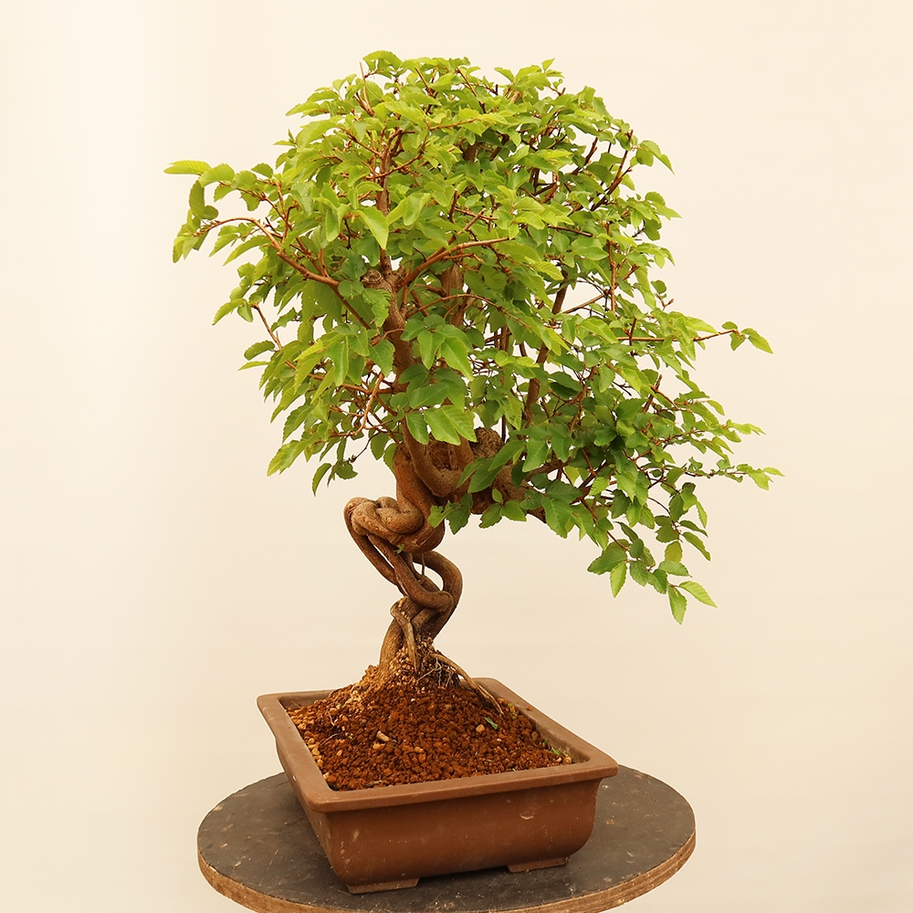Kültéri bonsai -Carpinus Coreana - Koreai gyertyánfa