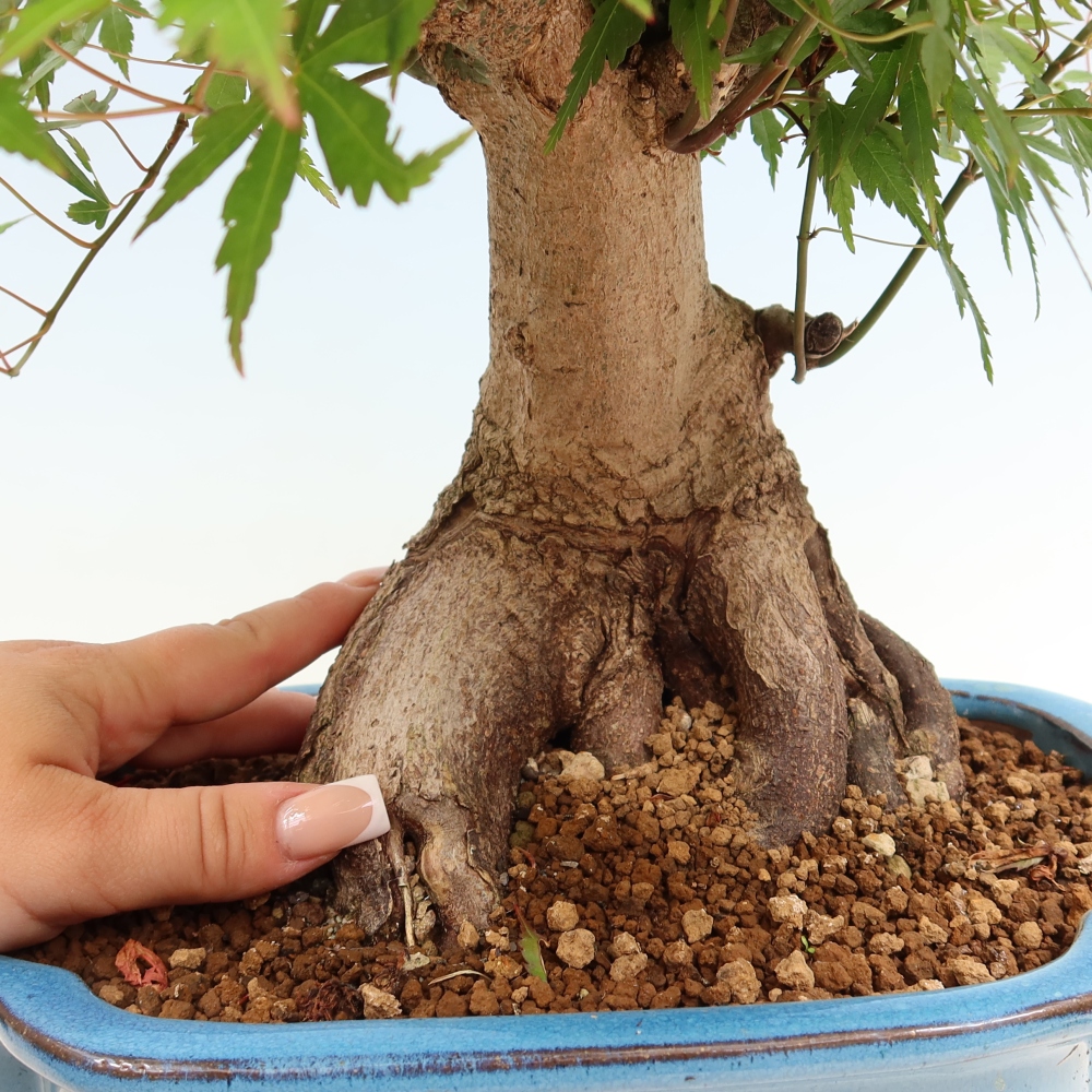 Kültéri bonsai - Juhar Burger - Acer Burgerianum