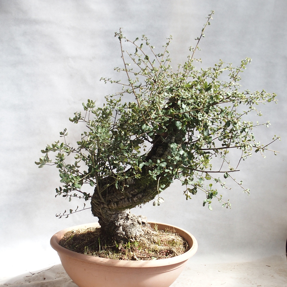 kültéri bonsai Quercus suber - parafa tölgy