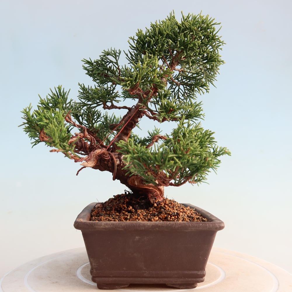 Kültéri bonsai - Juniperus chinensis Itoigawa