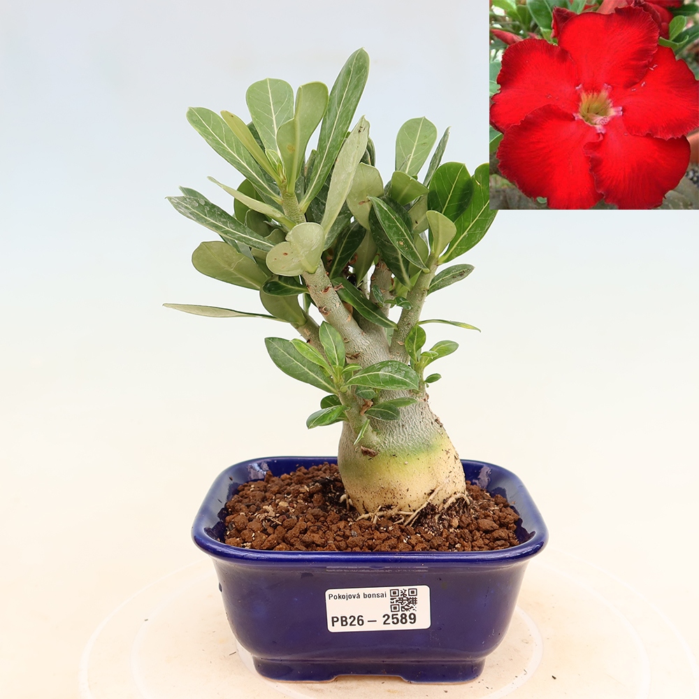 Szobabonsai – Adenium obesum Red Star – Sivatagi rózsa