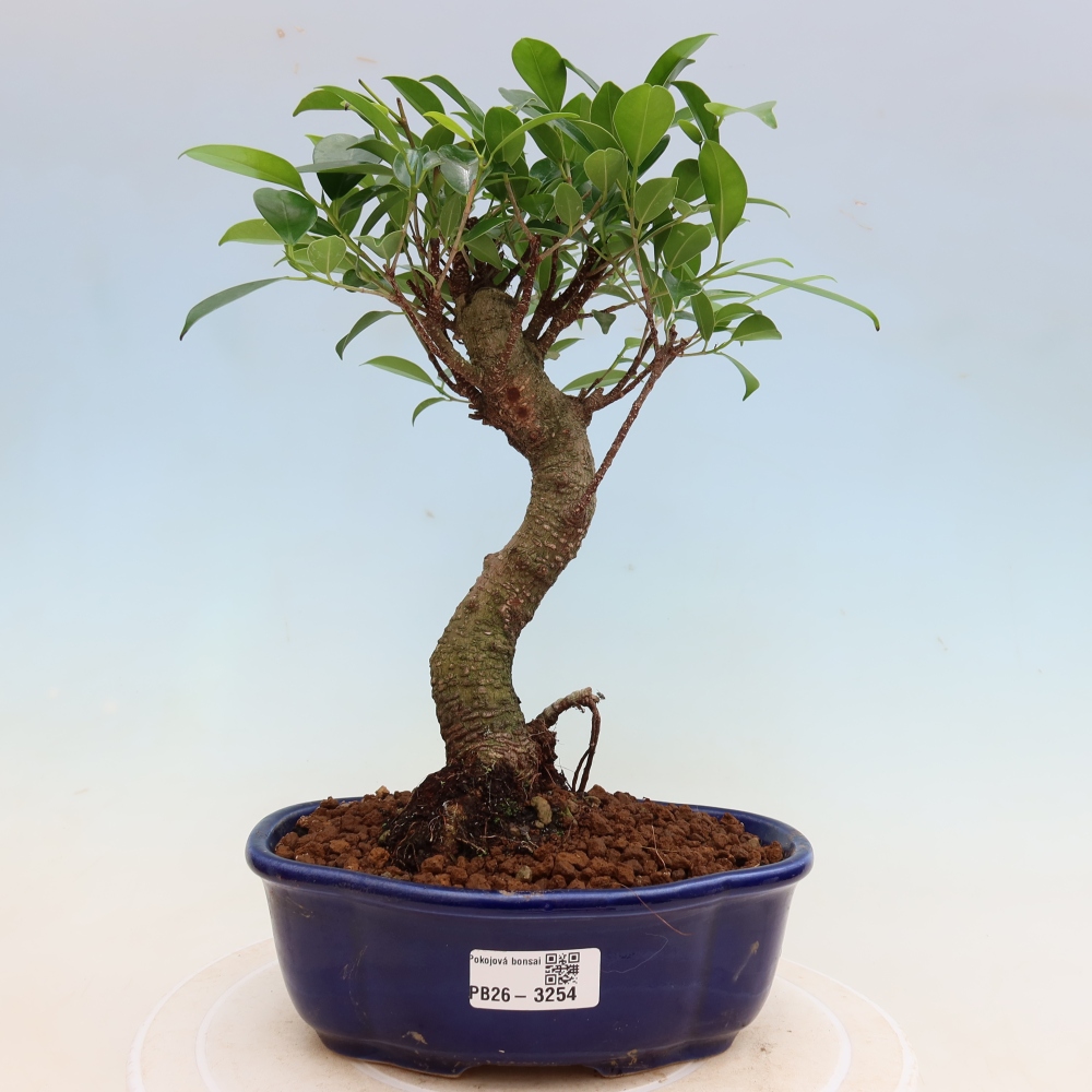 Szobai bonsai - Ficus kimmen - kislevelű fikusz