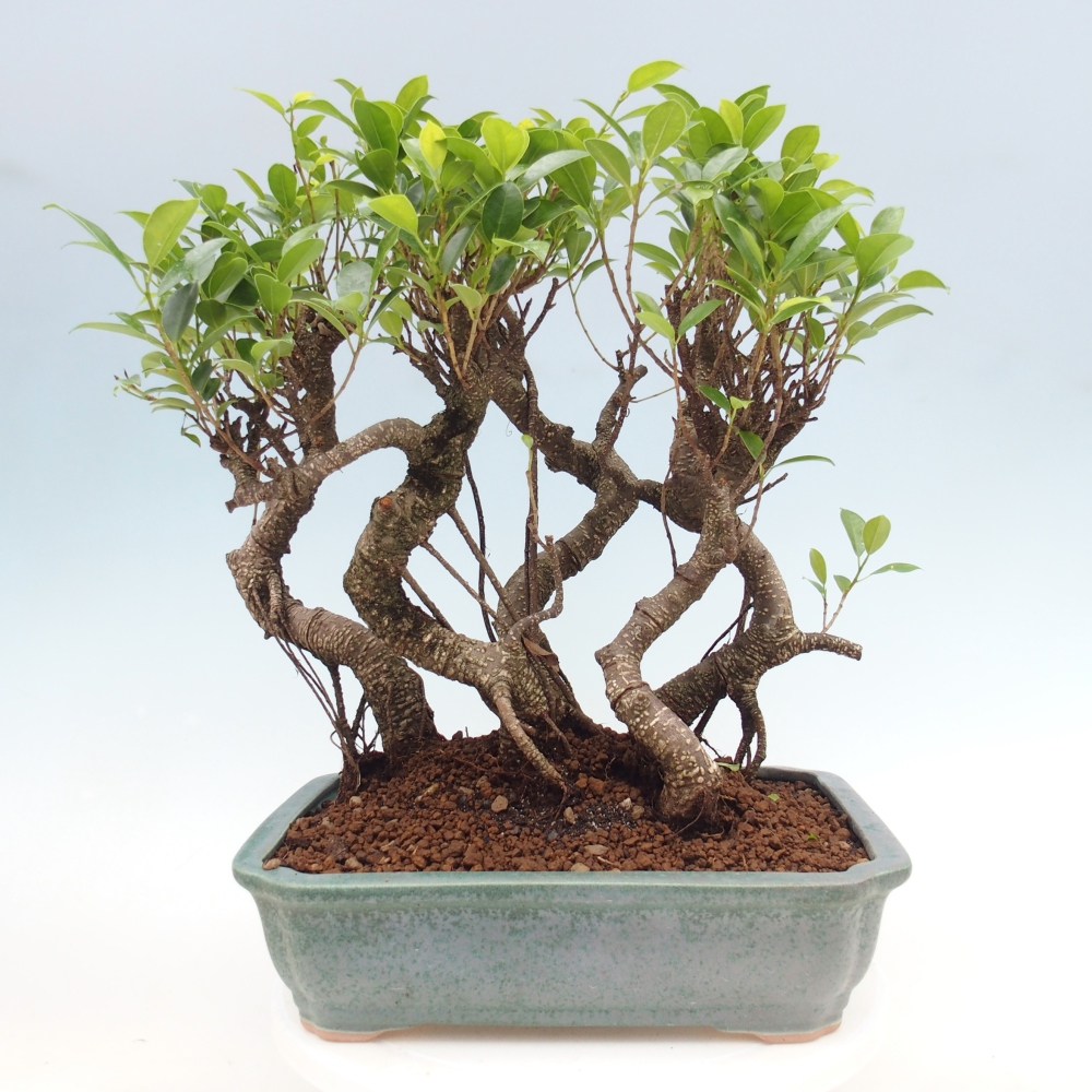 Szobai bonsai - Ficus kimmen - kislevelű fikusz