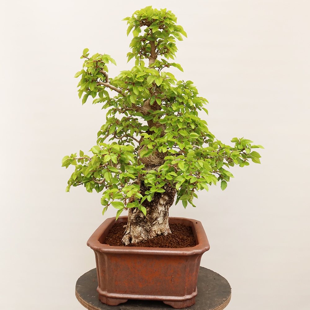 Kültéri bonsai -Carpinus Coreana - Koreai gyertyánfa