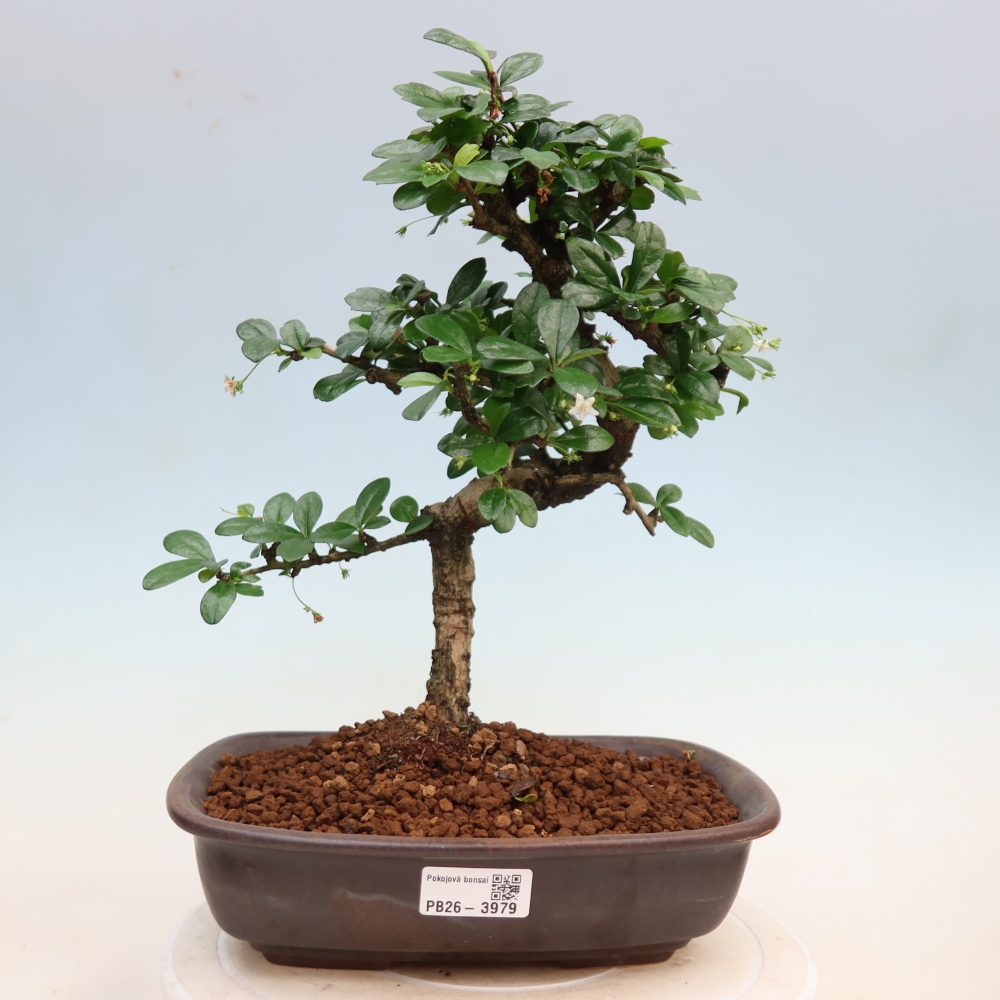 Szobai bonsai - Carmona macrophylla - Tea fuki