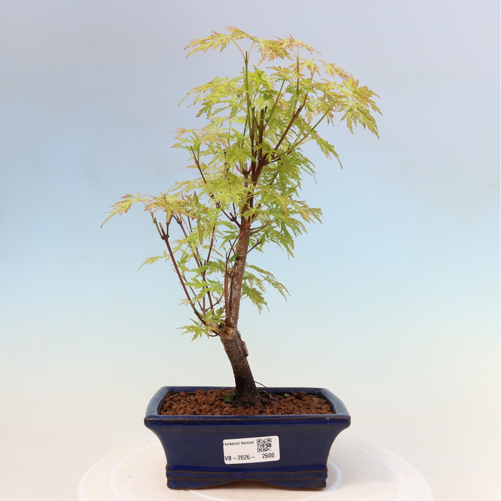 Kültéri bonsai - Acer palmatum Dissectum