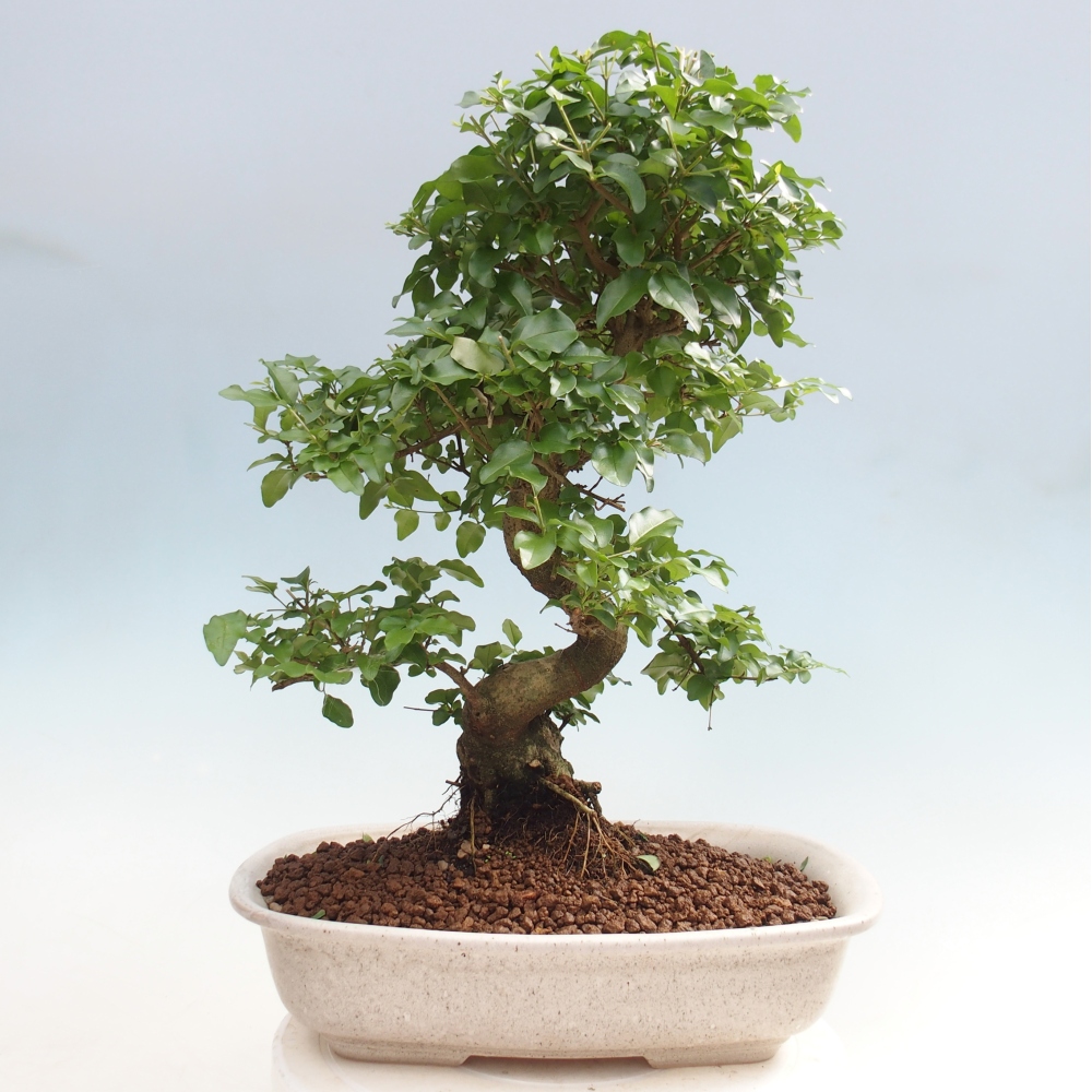 Szobai bonsai -Ligustrum chinensis - Madárcsőr