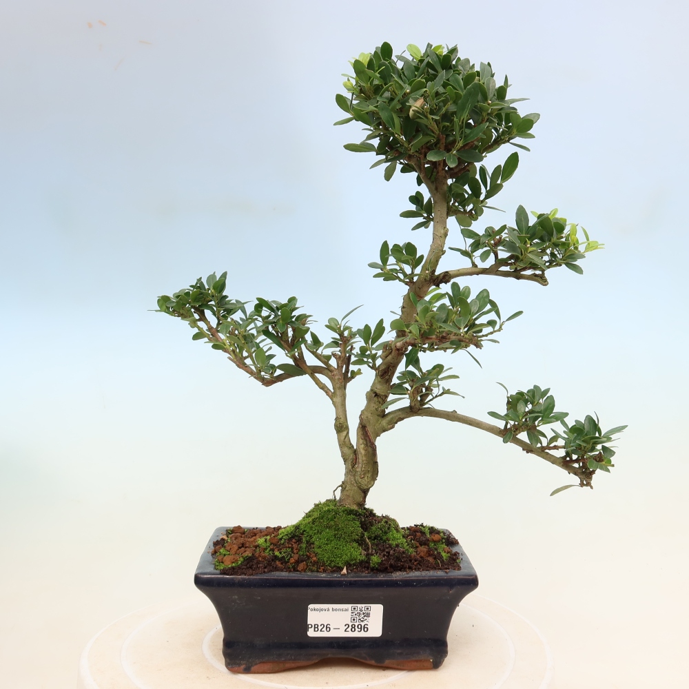 Szobai bonsai - Ilex crenata - Holly