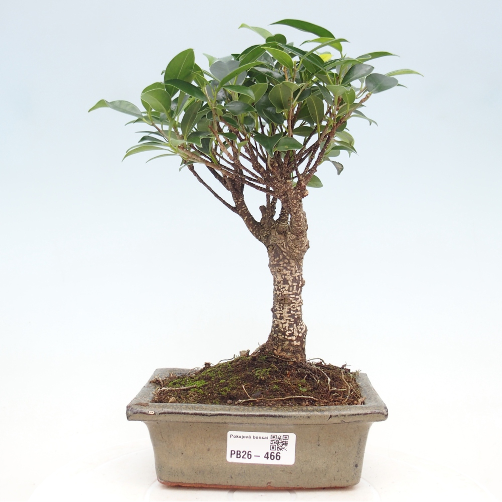 Szobai bonsai - Ficus retusa - kislevelű fikusz