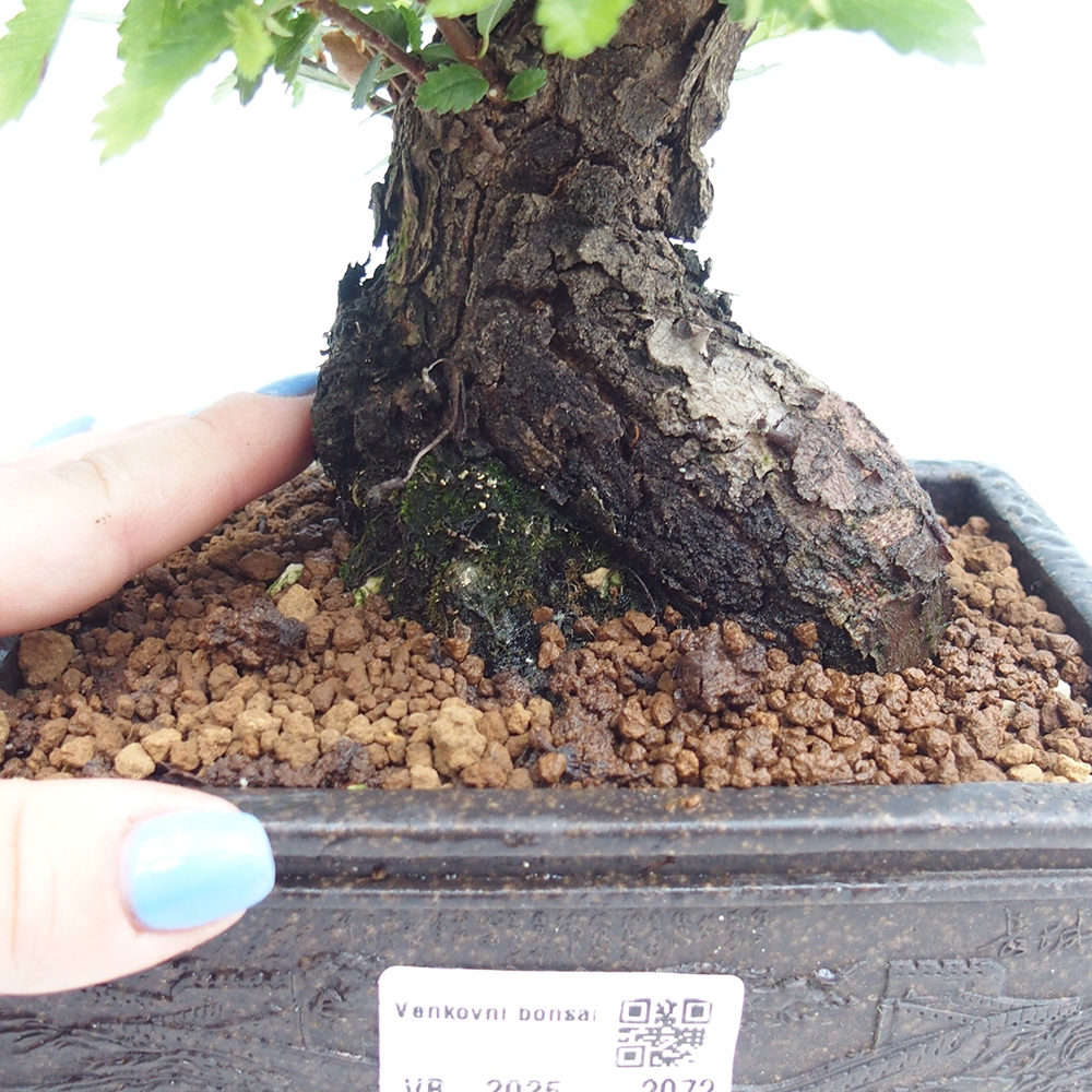 Kültéri bonsai - Zelkova - Zelkova NIRE