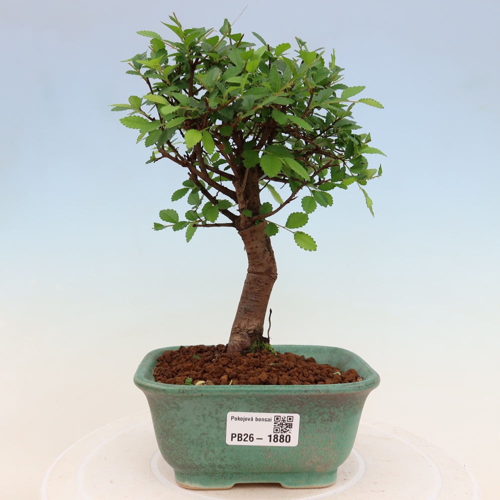Szobai bonsai - Ulmus parvifolia - Kislevelű szilfa