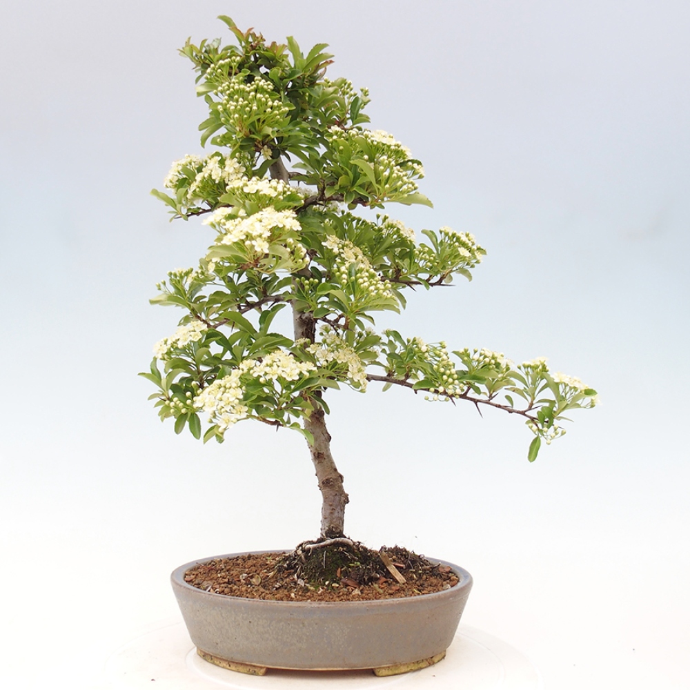 Kültéri bonsai-Pyracantha Teton - Hlox