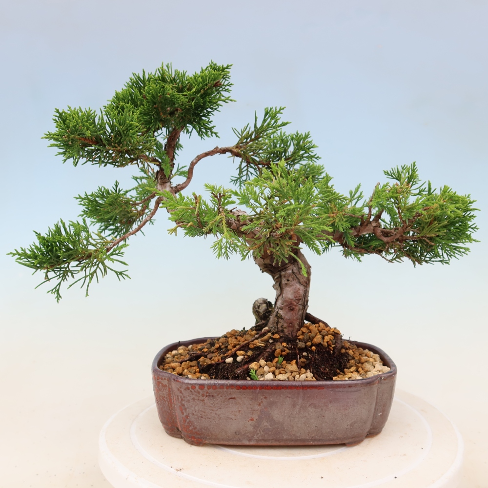 Kültéri bonsai - Juniperus chinensis Itoigawa