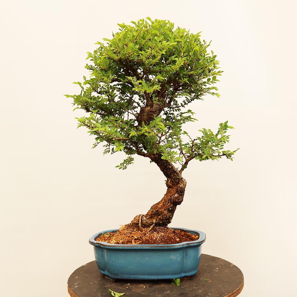 Kültéri bonsai - Zelkova - Zelkova NIRE