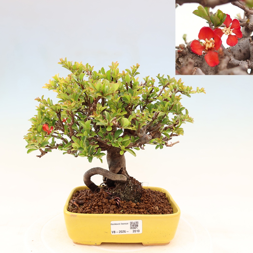Kültéri bonsai - Chaneomeles speciosa Chojubai