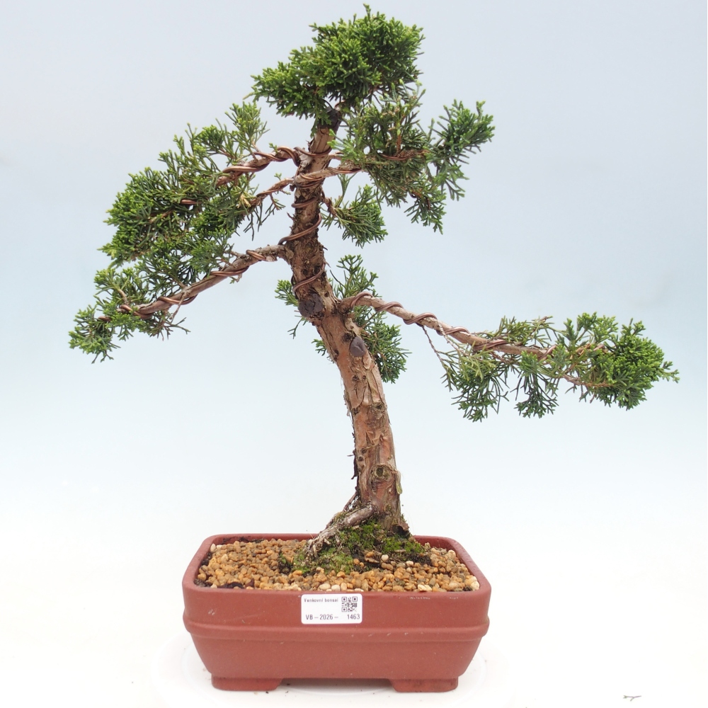 Kültéri bonsai - Juniperus chinensis Kishu