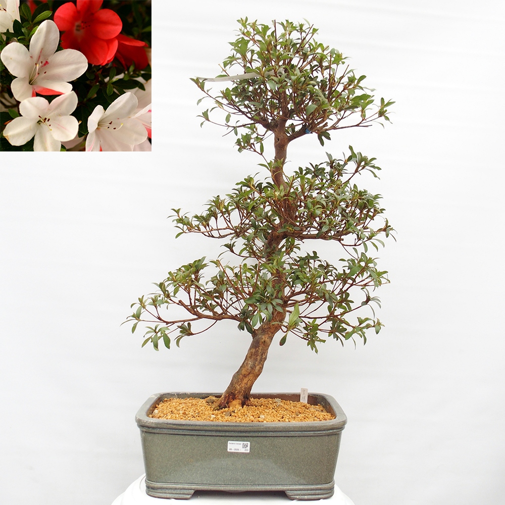 Kültéri bonsai - Japán azálea - Azalea Koki