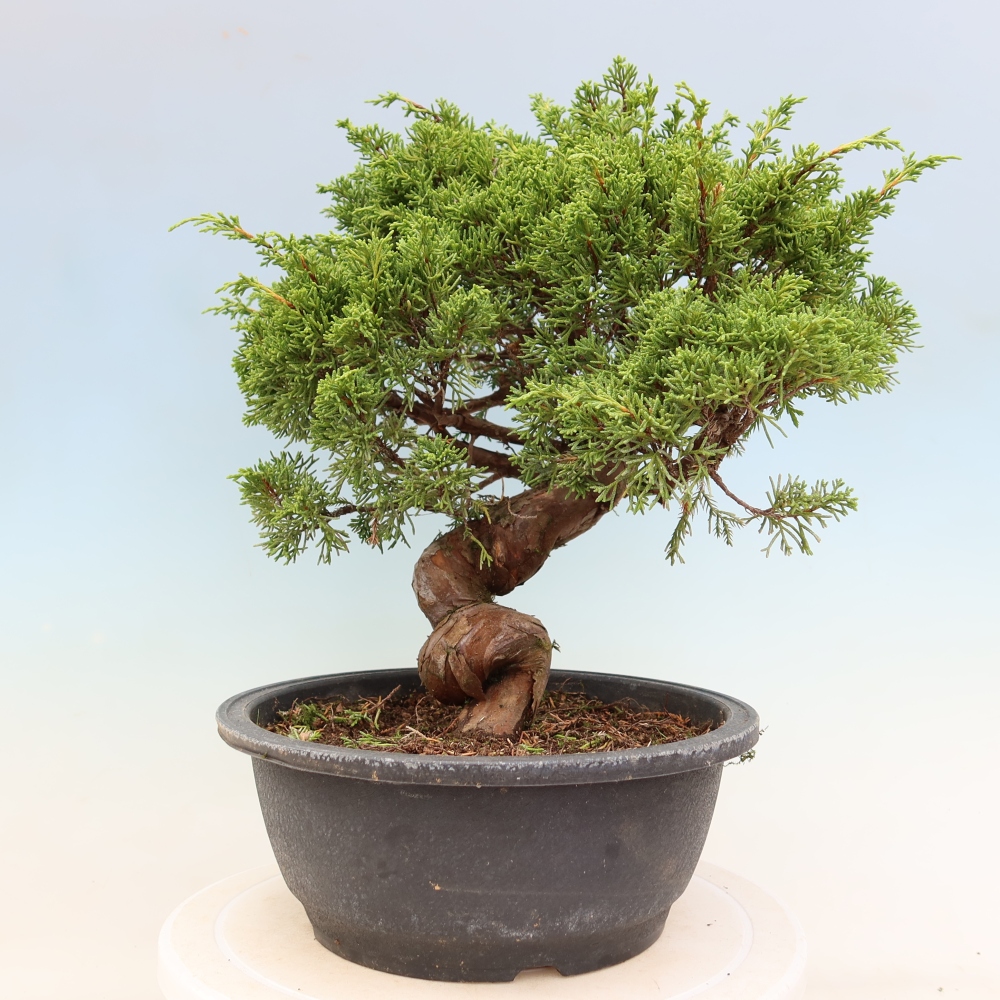 Kültéri bonsai - Juniperus chinensis Itoigawa-Juniperus chinensis