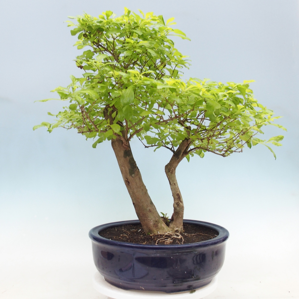 Szobai bonsai - Duranta erecta Aurea