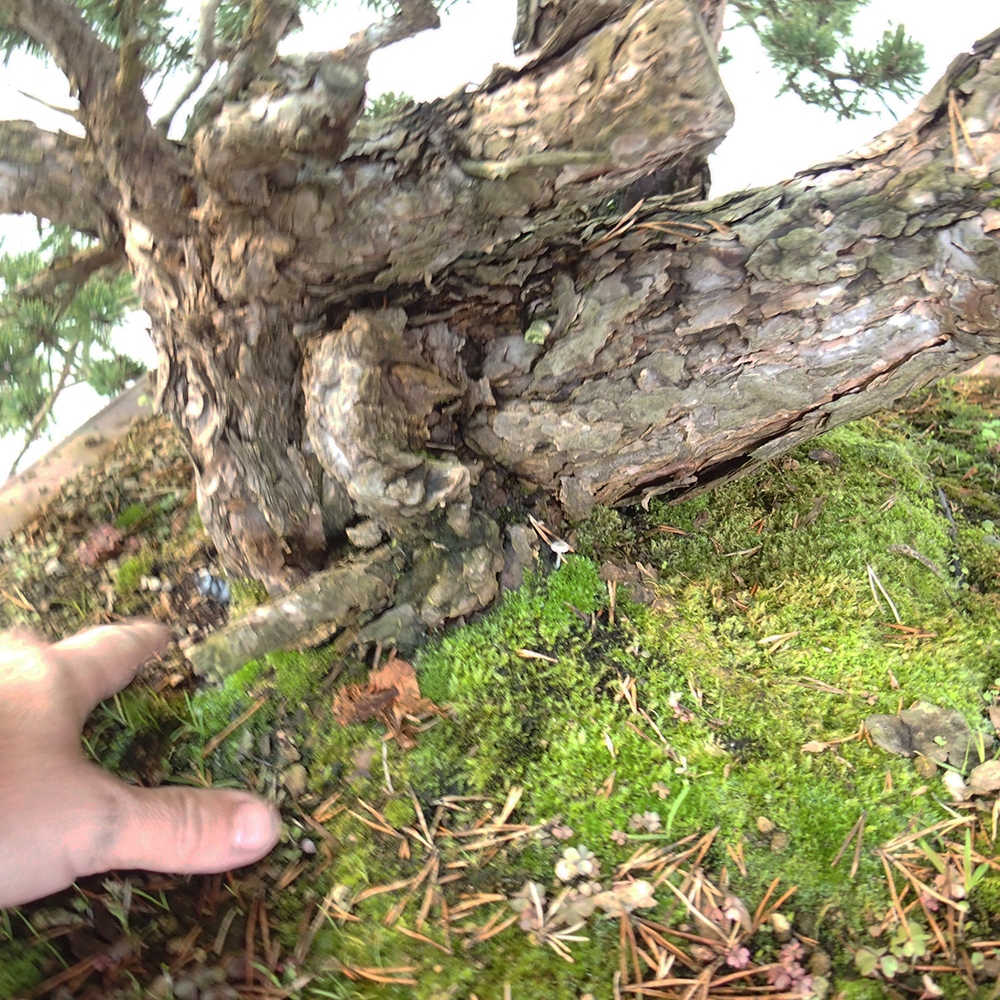 Yamadori - Pinus sylvestris Spanyolország