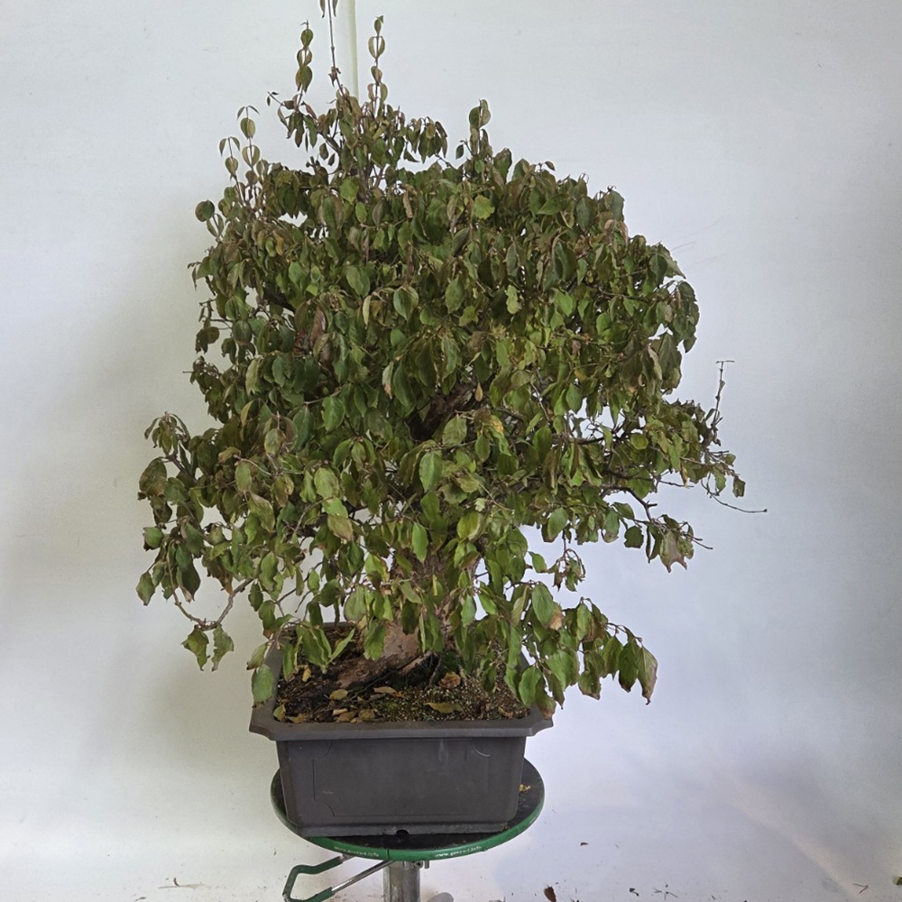 Kültéri bonsai kutyafa - Cornus Mas