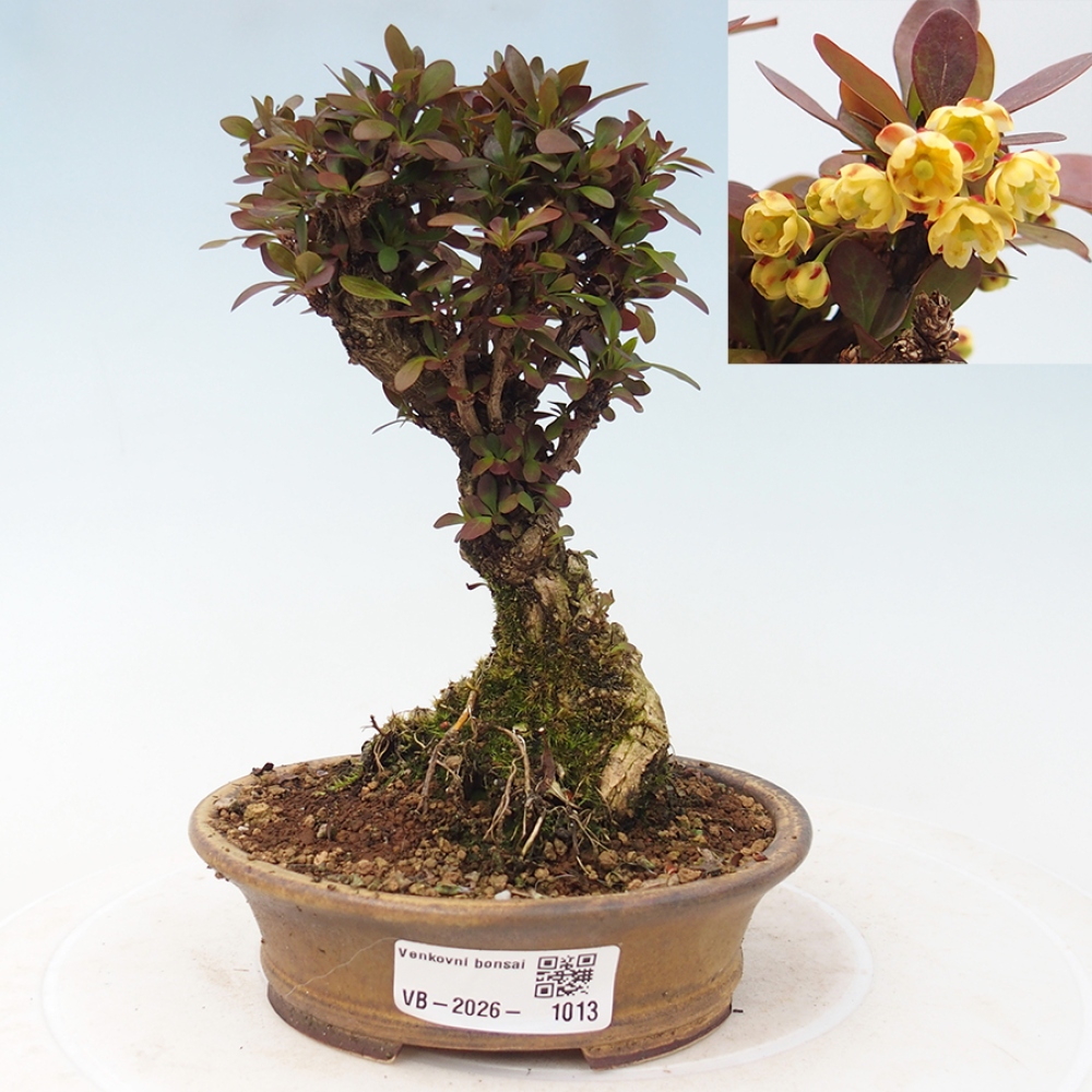 Kültéri bonsai - Berberis Thunbergii Bagatelle
