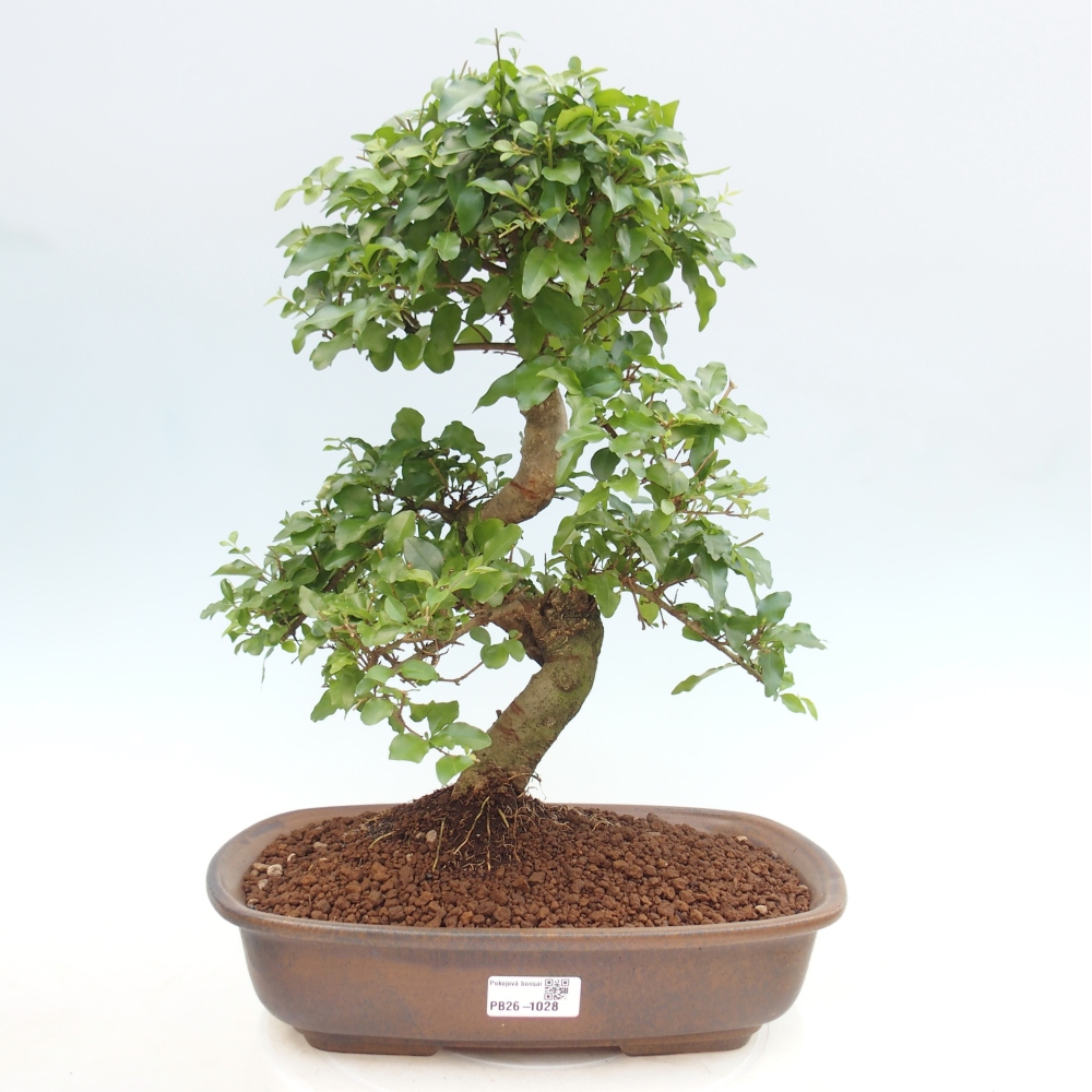 Szobai bonsai -Ligustrum chinensis - Madárcsőr