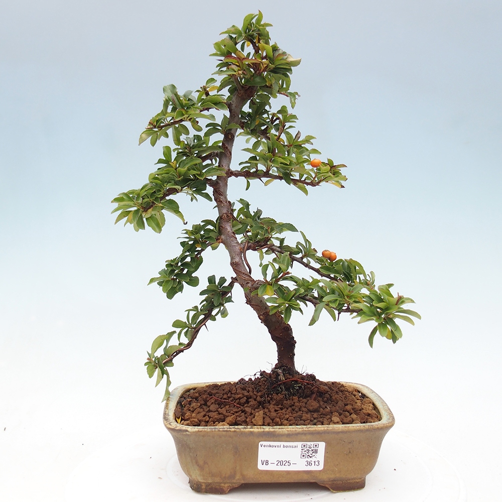 Kültéri bonsai-Pyracantha Teton - Hlox