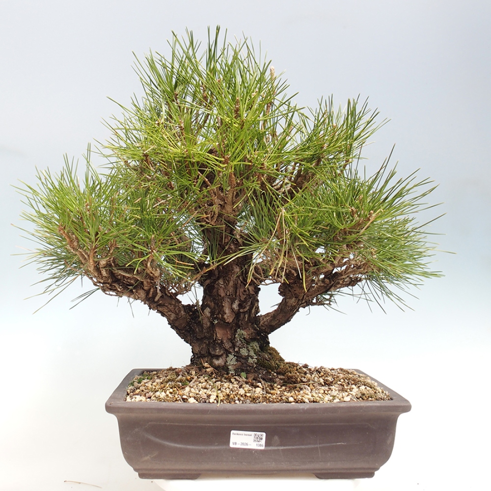 Kültéri bonsai - Pinus thunbergii - Thunberg fenyő