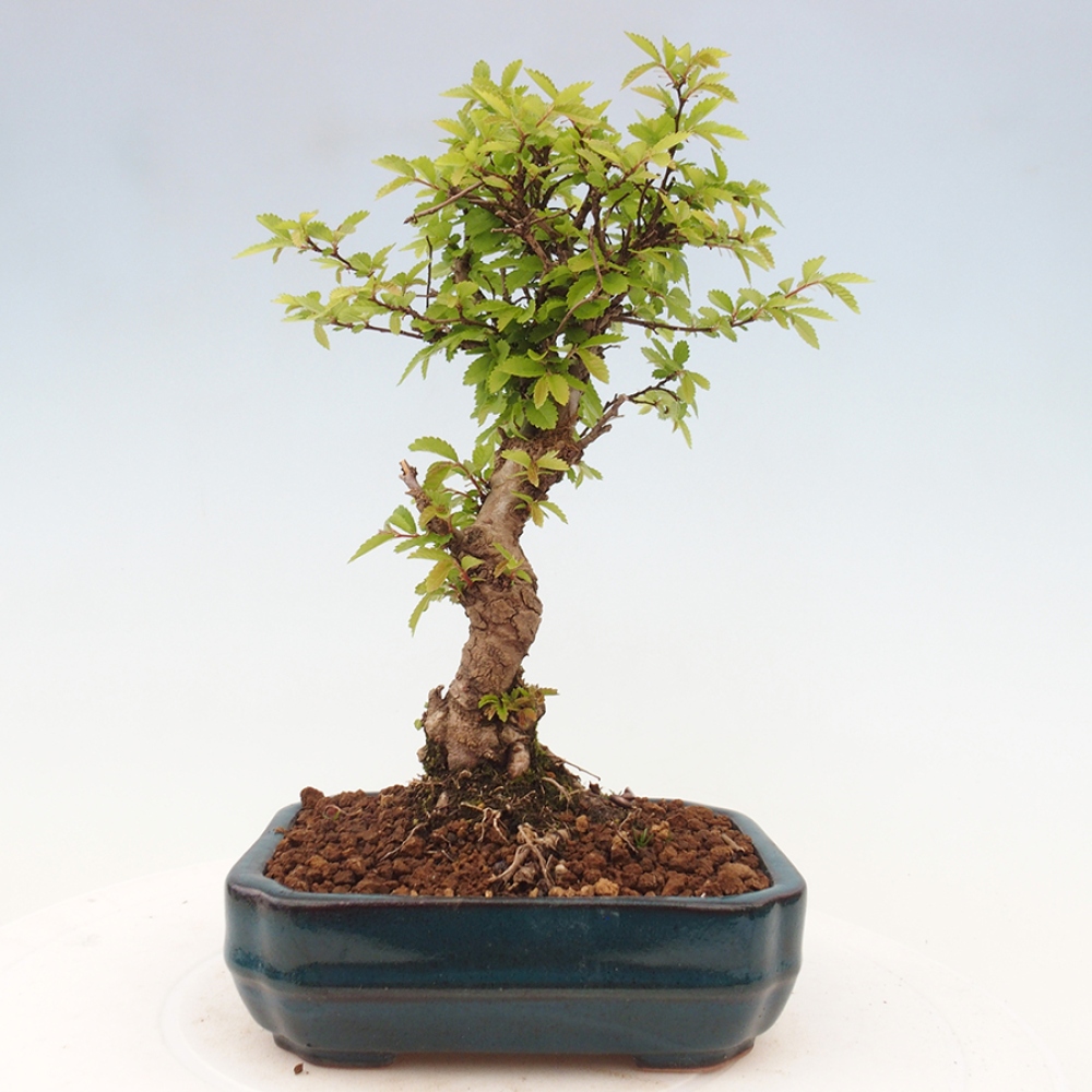 Kültéri bonsai - Zelkova - Zelkova NIRE