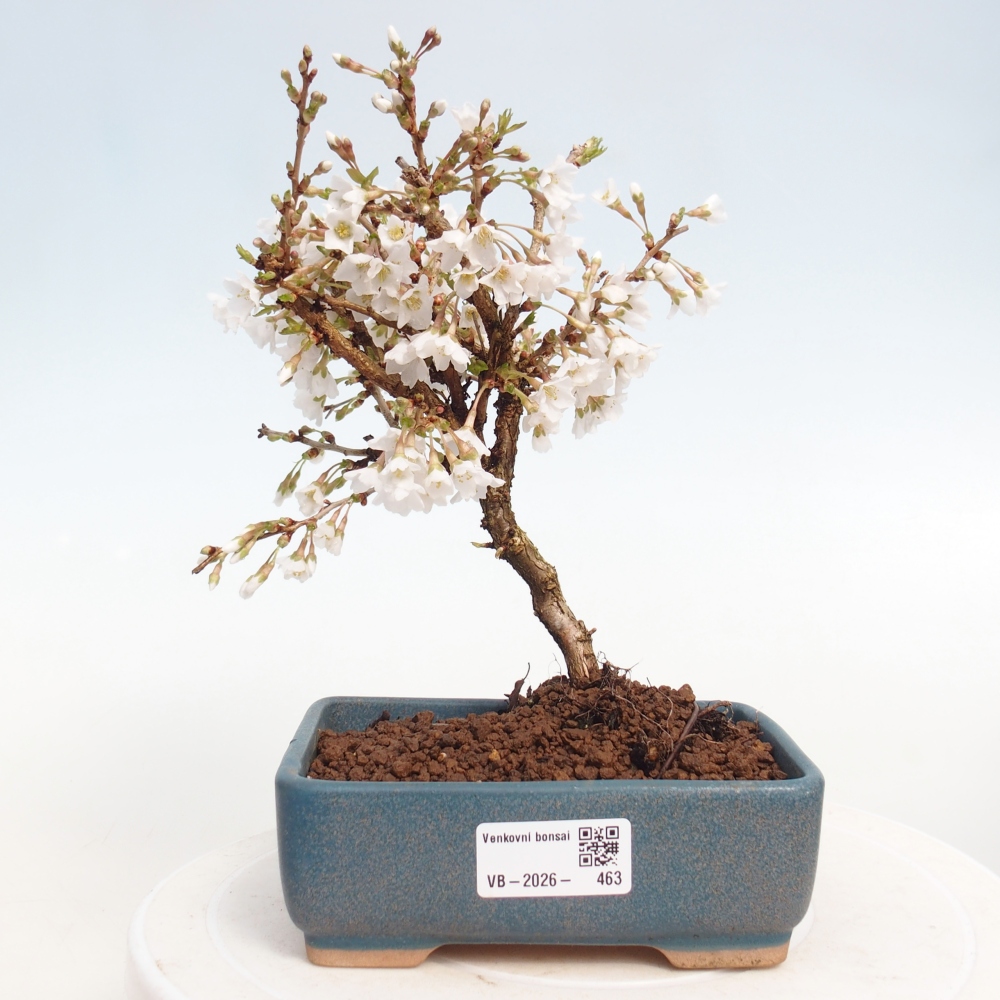 Kültéri bonsai - Prunus incisa Kojou-no mai-Plivon kivágva